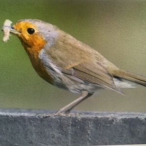 Meet your Posher, Jasmin